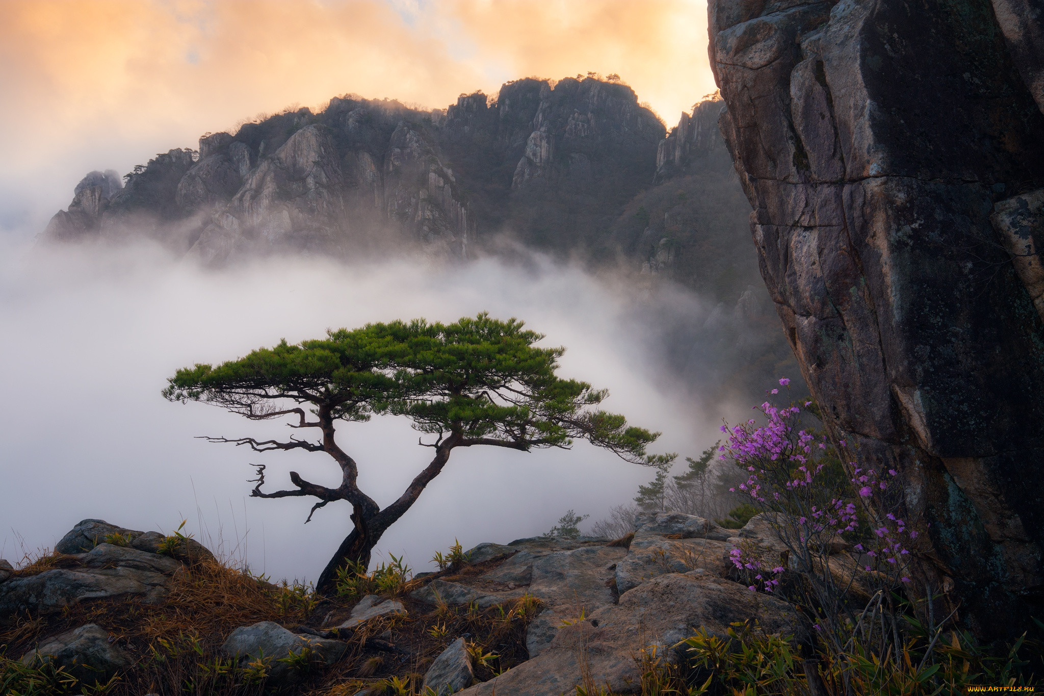 Деревья не терпят. Горы Хуаншань, Китай. Скалы танджимбо Япония. Ставрополье широкая Долина реки горы сосны. Хуаншань сосны.